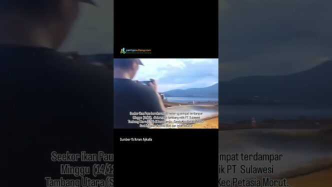 
Terdampar, Paus 16 Meter Mati di Morut